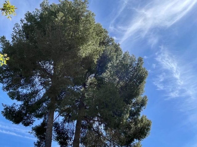 pinos